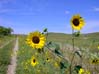 fhsunflower-09s.jpg (5870 bytes)