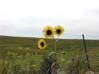 fhsunflower-19s.jpg (4423 bytes)