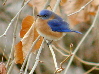 Bluebird