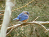 Bluebird