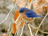 Bluebird