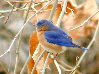 bluebird