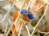 Bluebird