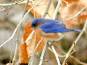 Bluebird