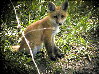 foxes-05s.jpg (14181 bytes)