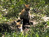 foxes-06s.jpg (14815 bytes)