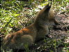 foxes-07s.jpg (13660 bytes)