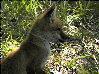 foxes-08s.jpg (13494 bytes)