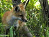 foxes-09s.jpg (13181 bytes)