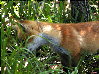 foxes-11s.jpg (13528 bytes)