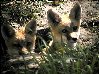 foxes-13s.jpg (13150 bytes)