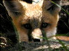 foxes-14s.jpg (10929 bytes)