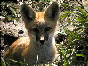 foxes-15s.jpg (13673 bytes)