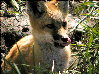 foxes-16s.jpg (13920 bytes)