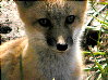 foxes-17s.jpg (11885 bytes)