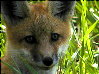 foxes-20s.jpg (11900 bytes)