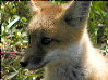 foxes-22s.jpg (11342 bytes)