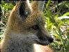 foxes-23s.jpg (12076 bytes)