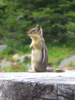 Chipmunk in Mount Rainier National Park.