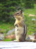 Chipmunk at Mount Rainier National Park.