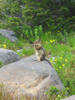 This chipmunk didn't let me quite so close as it was eating a flower.