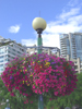 Large and small hanging backets of flowers adorn both downtown and outside Seattle.